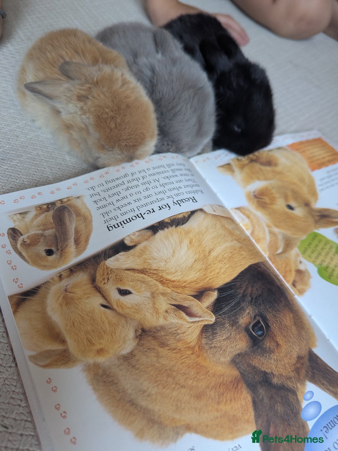 Mini Lop rabbits for sale: Beautiful mini lops, some have additional needs  - Image 2