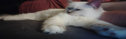 Ragdoll cats for sale: GCCF Registered Kittens*Ready to go*ONE BOY LEF* - Advert 21