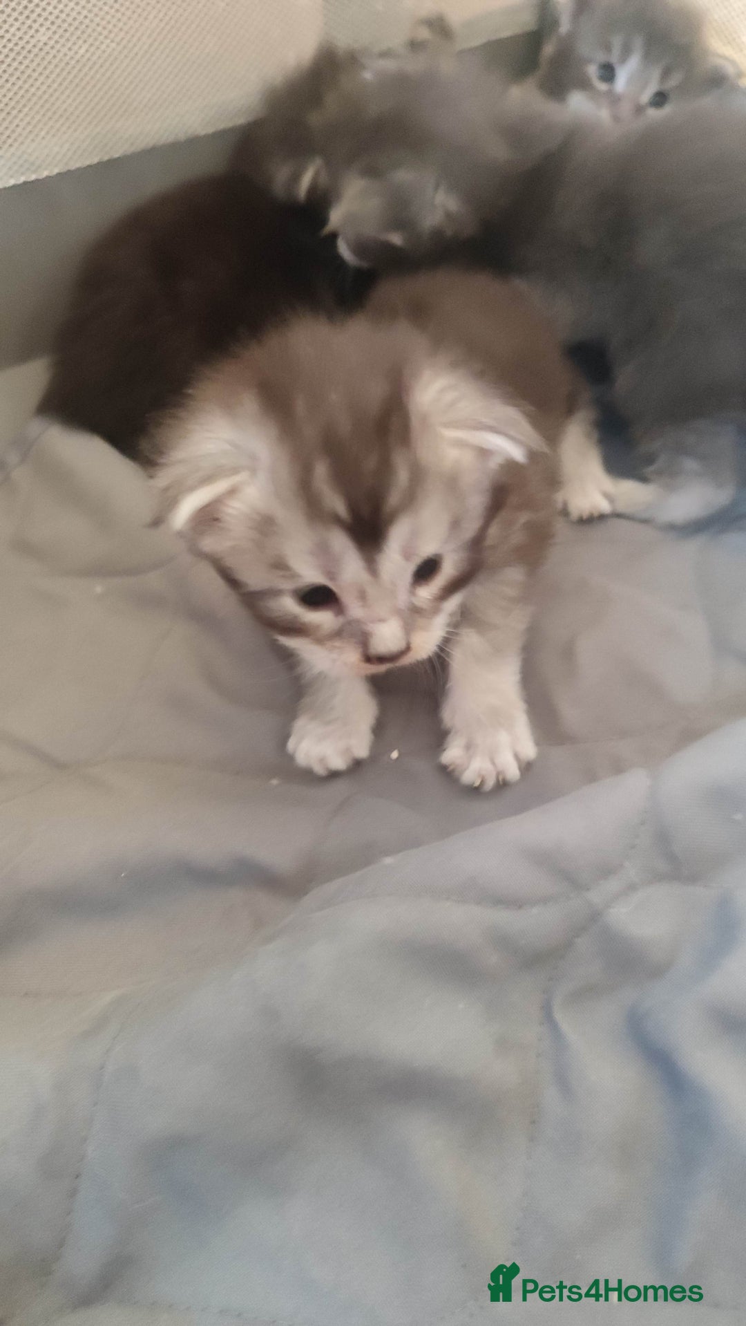 Maine Coon cats for sale: Tica Reg and fully health tested - Advert 26