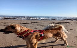 Mixed Breed dogs for sale: Queen of Heavens - Image 4