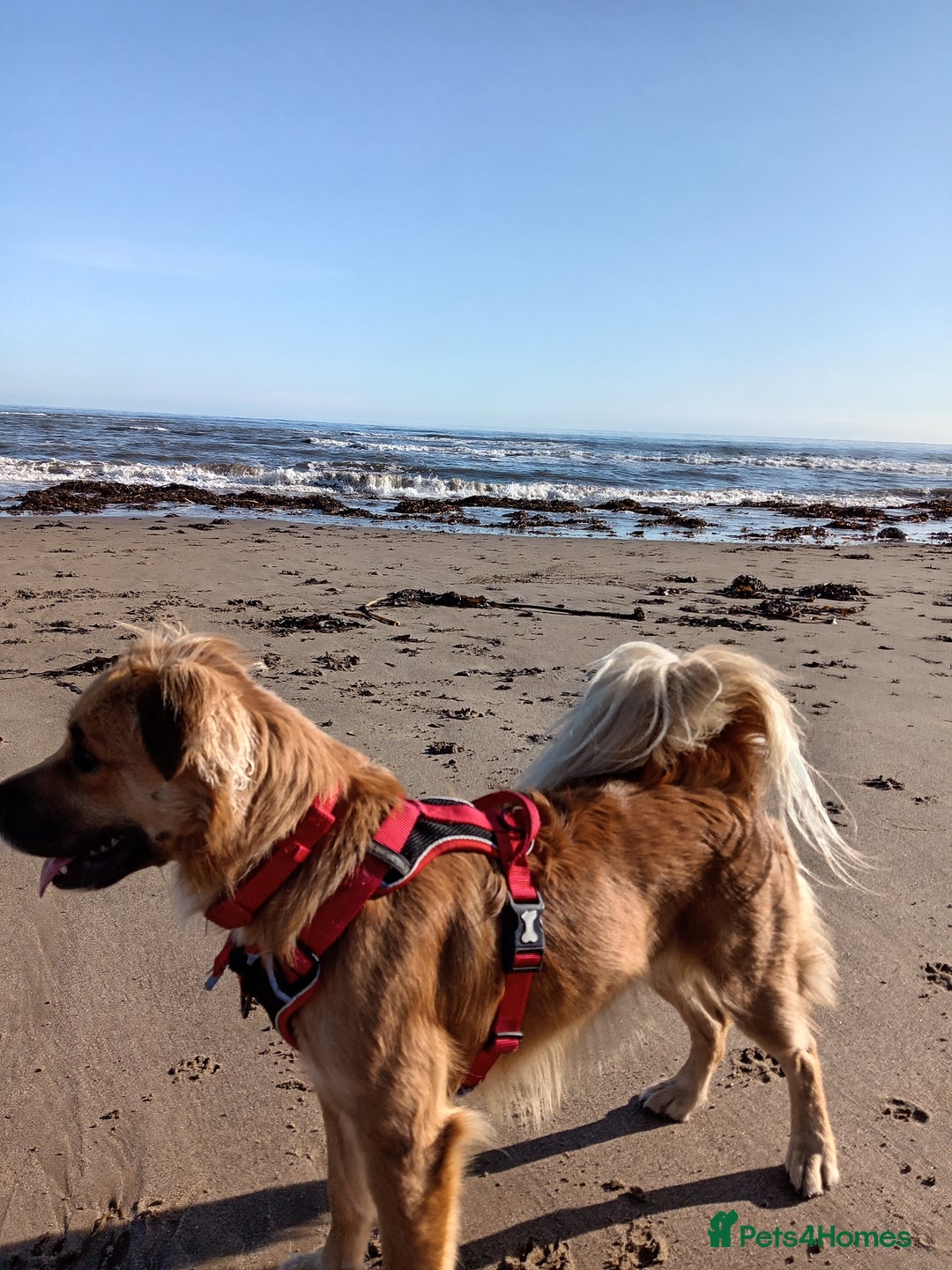 Mixed Breed dogs for sale: Queen of Heavens - Image 4