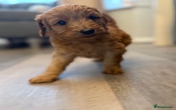 Labradoodle dogs for sale: Miniature labradoodle puppies  - Image 10
