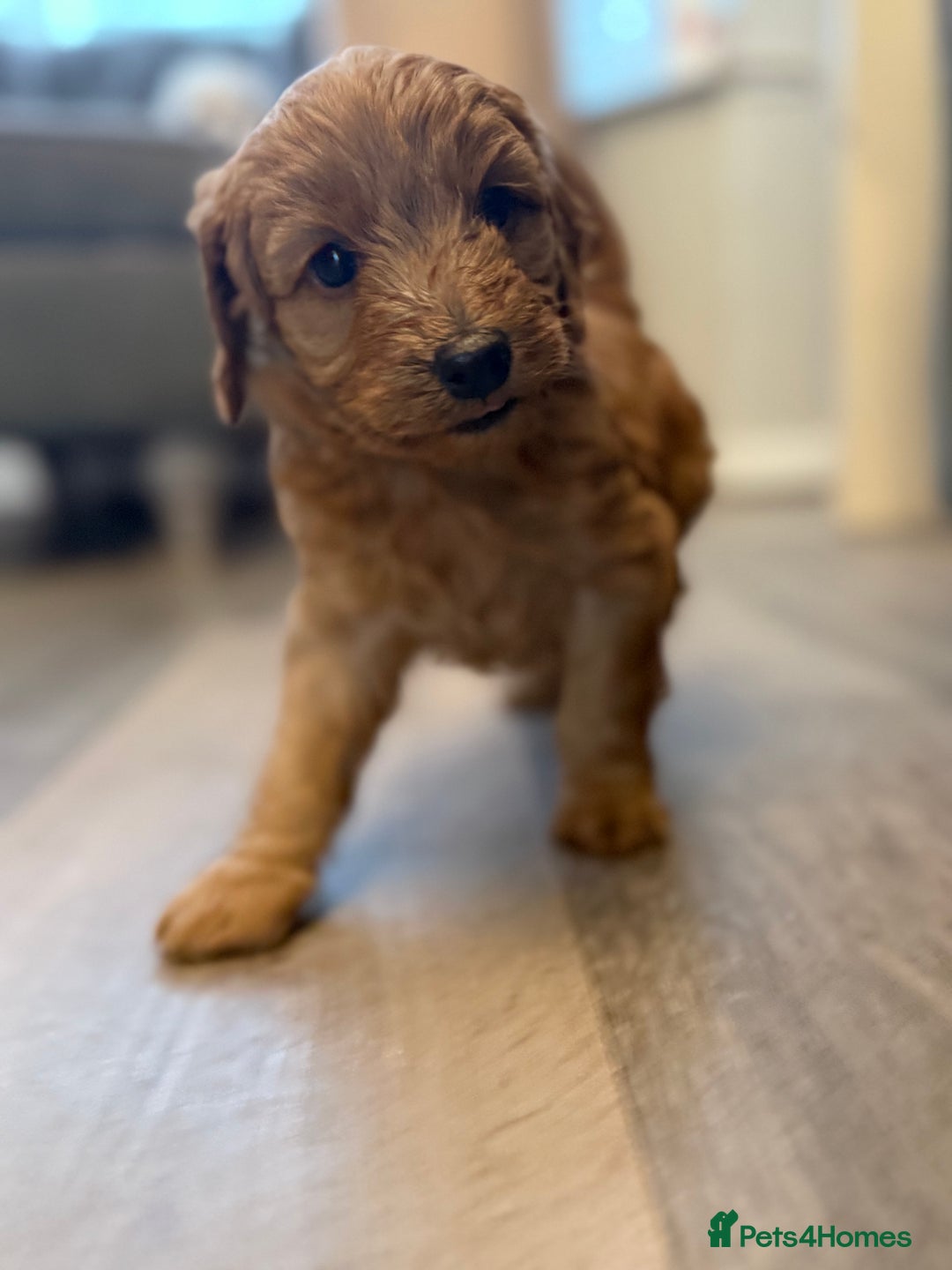 Labradoodle dogs for sale: Miniature labradoodle puppies  - Image 10