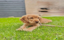 Cocker Spaniel dogs for sale: Golden English Show Cocker Spaniel Pup - Image 3