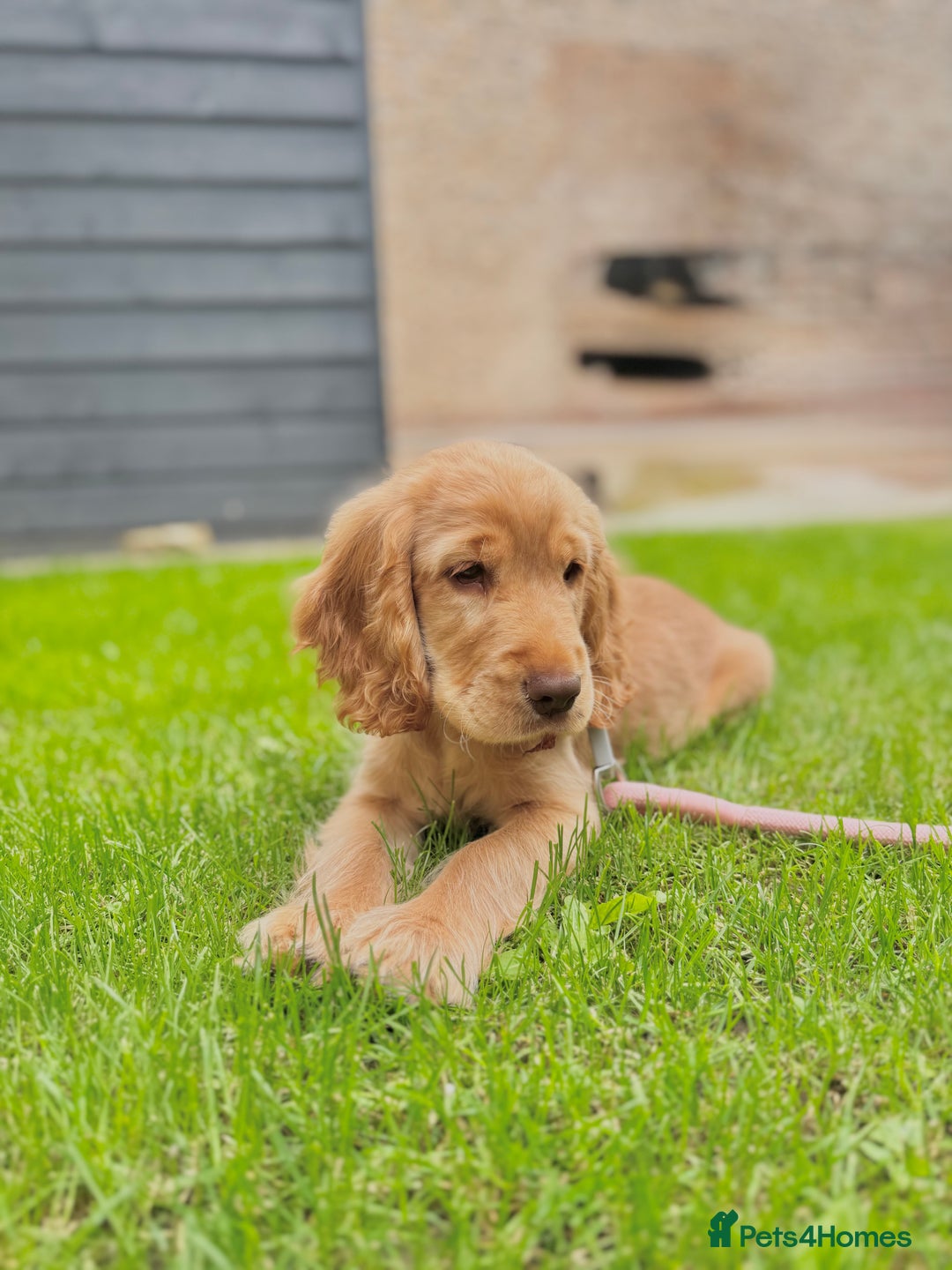Cocker Spaniel dogs for sale: Golden English Show Cocker Spaniel Pup - Image 3