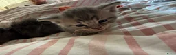 Mixed Breed cats for sale: Five beautiful kittens  - Advert 4