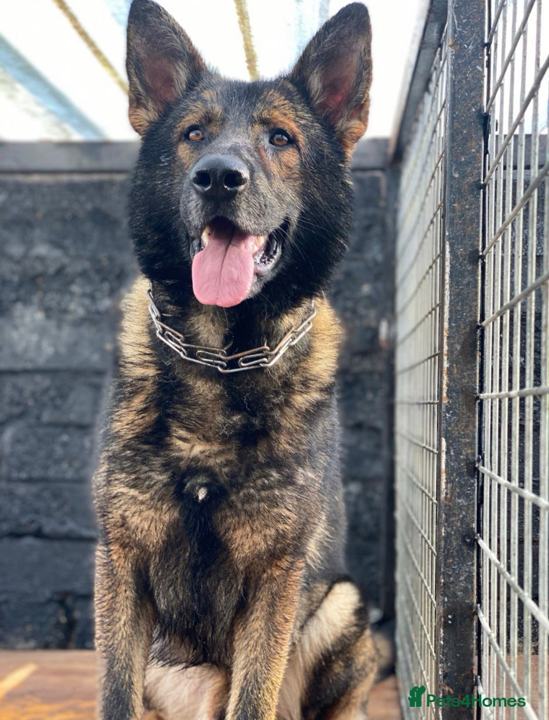 German Shepherd dogs for sale: Full bread 8 week German shepherd  - Advert 3