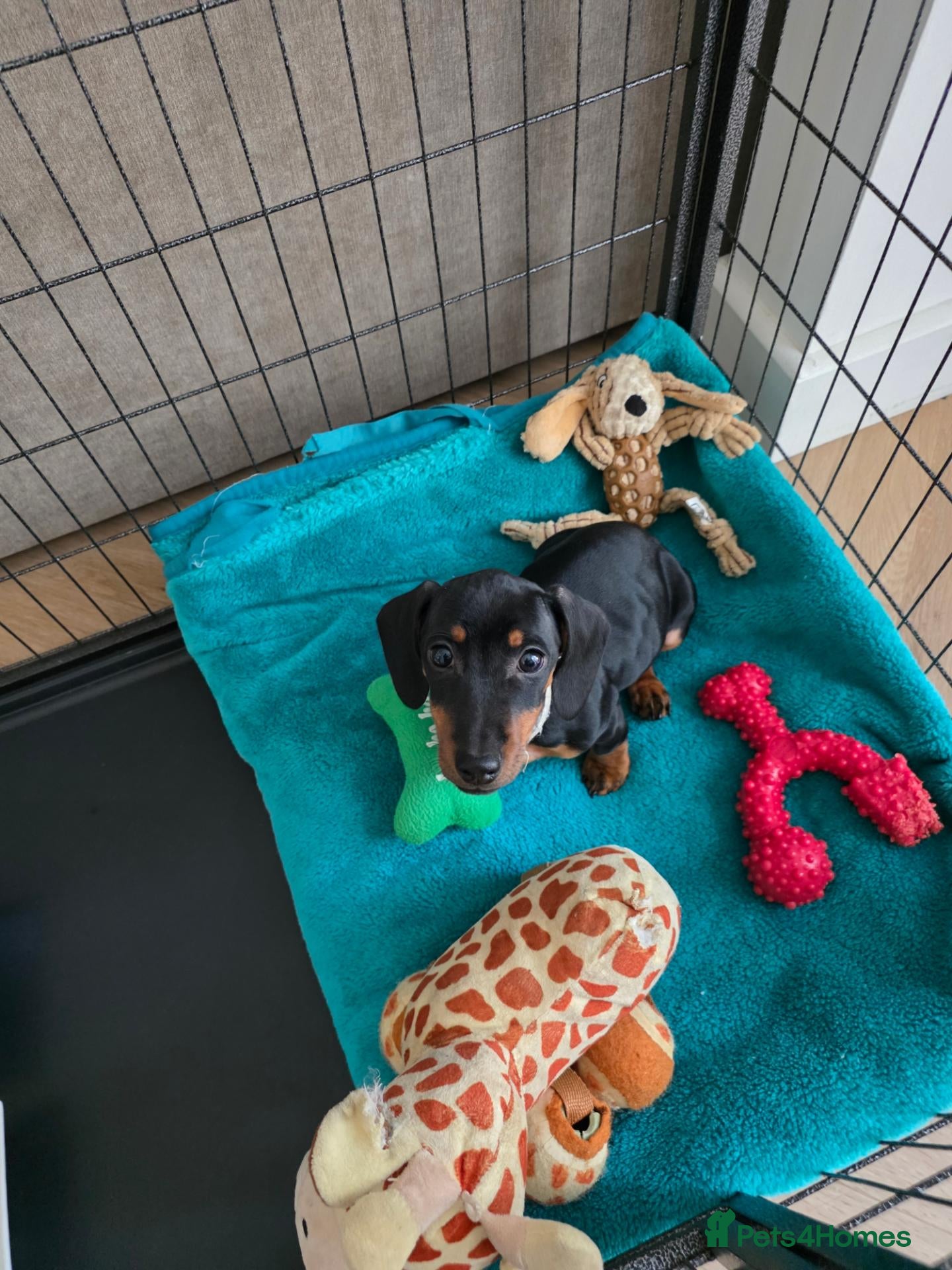 Miniature Dachshund dogs for sale: 💥REDUCED 1 girl left  - Advert 9
