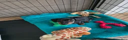 Miniature Dachshund dogs for sale: 💥REDUCED 1 girl left  - Advert 1