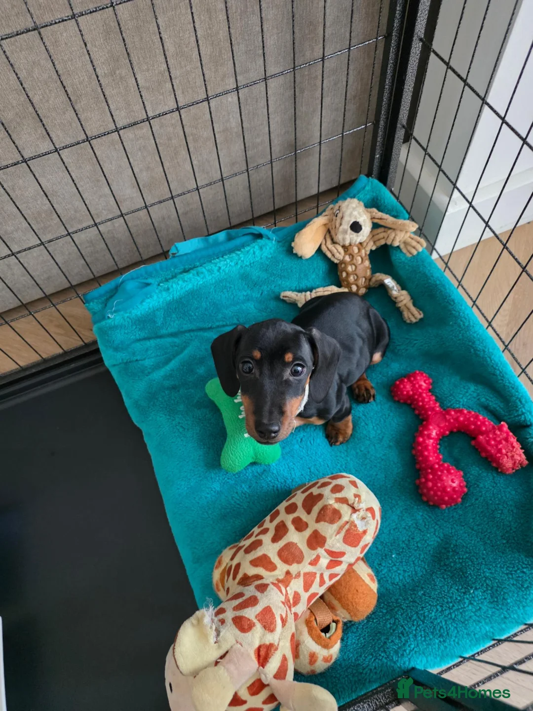Miniature Dachshund dogs for sale: 💥REDUCED 1 girl left  - Advert 1