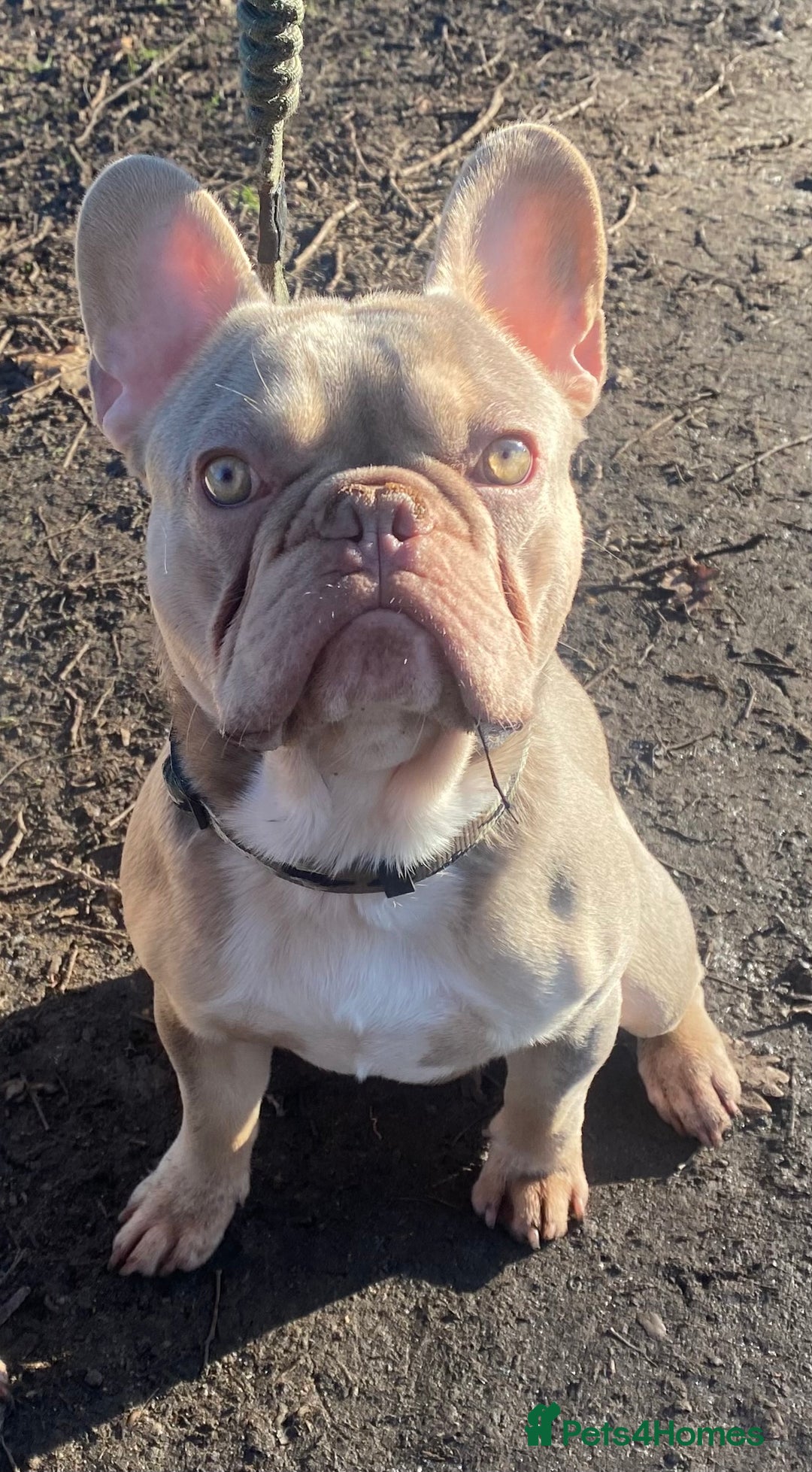 French Bulldog dogs for stud: Now FBCE GOLD! x OFFER- Fertility package inc in Matlock - Image 14