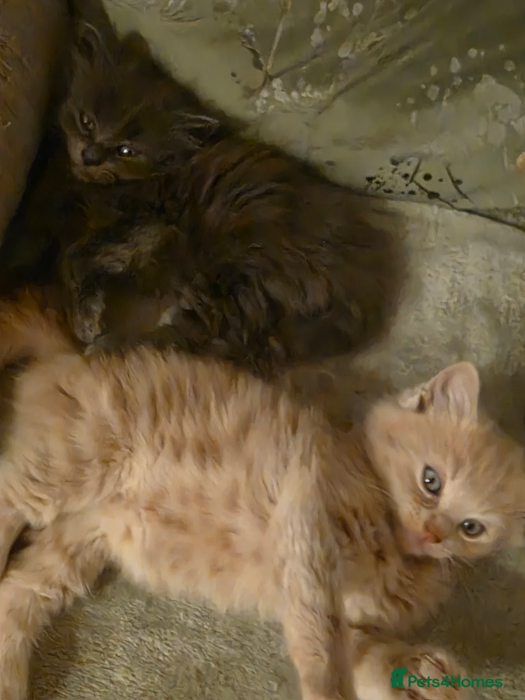 Maine Coon cats for sale: One  maincoone female - Advert 4