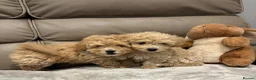 Maltipoo dogs for sale: F1 maltipoo  (Two gorgeous BOYS remaining)  - Advert 3