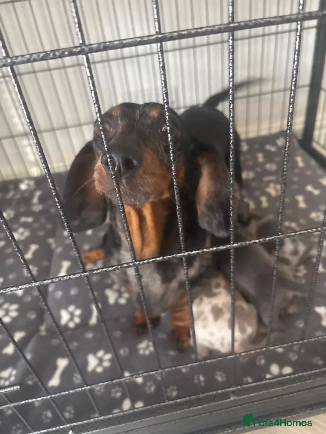 Miniature Dachshund dogs for sale: Miniature dachshund puppies in Liverpool - Advert 1