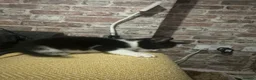 Mixed Breed cats for sale: Beautiful kittens for sale - Advert 10