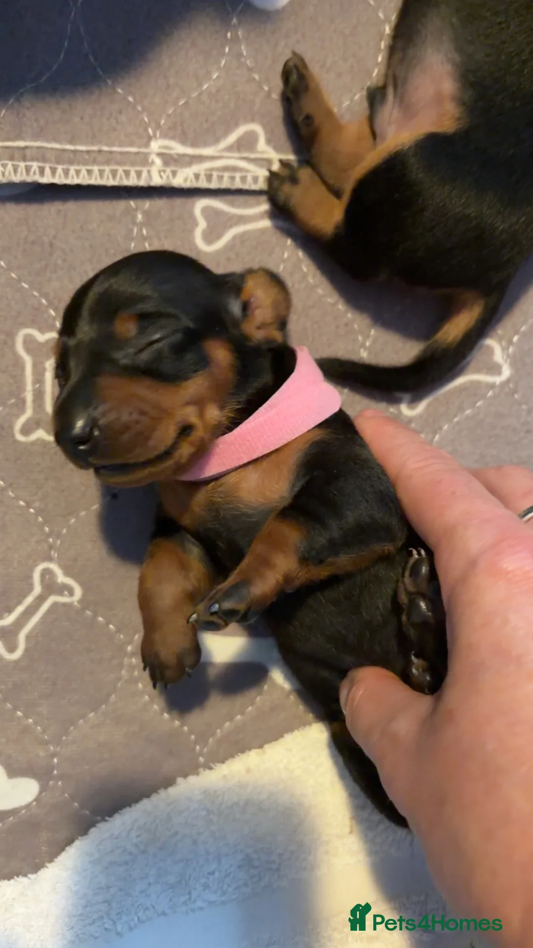 Dachshund dogs for sale: Puppies  - Advert 11