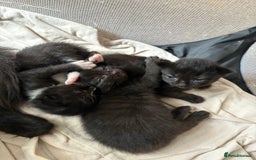 Mixed Breed cats for sale: Domestic Shorthair cross Maine CoonRagdoll kittens - Image 4