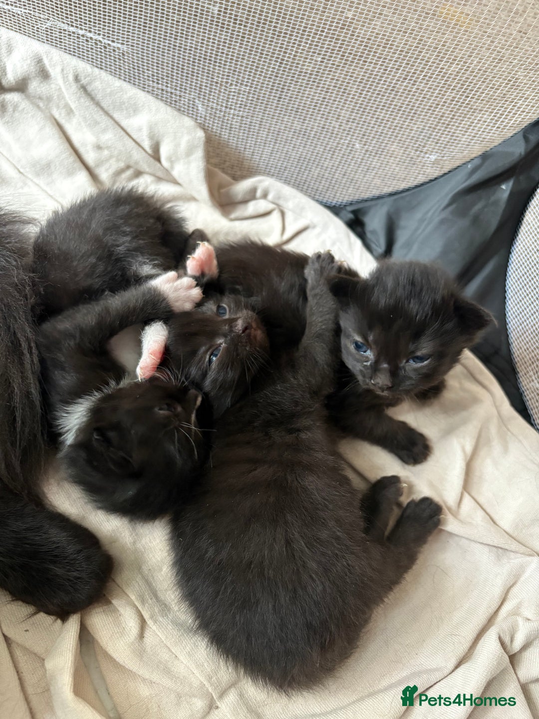Mixed Breed cats for sale: Domestic Shorthair cross Maine CoonRagdoll kittens - Image 4
