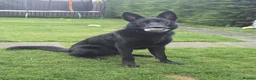 German Shepherd dogs for adoption: Sirius Black – Your New Magical Best Friend! 🪄🖤 in Hengoed - Advert 5