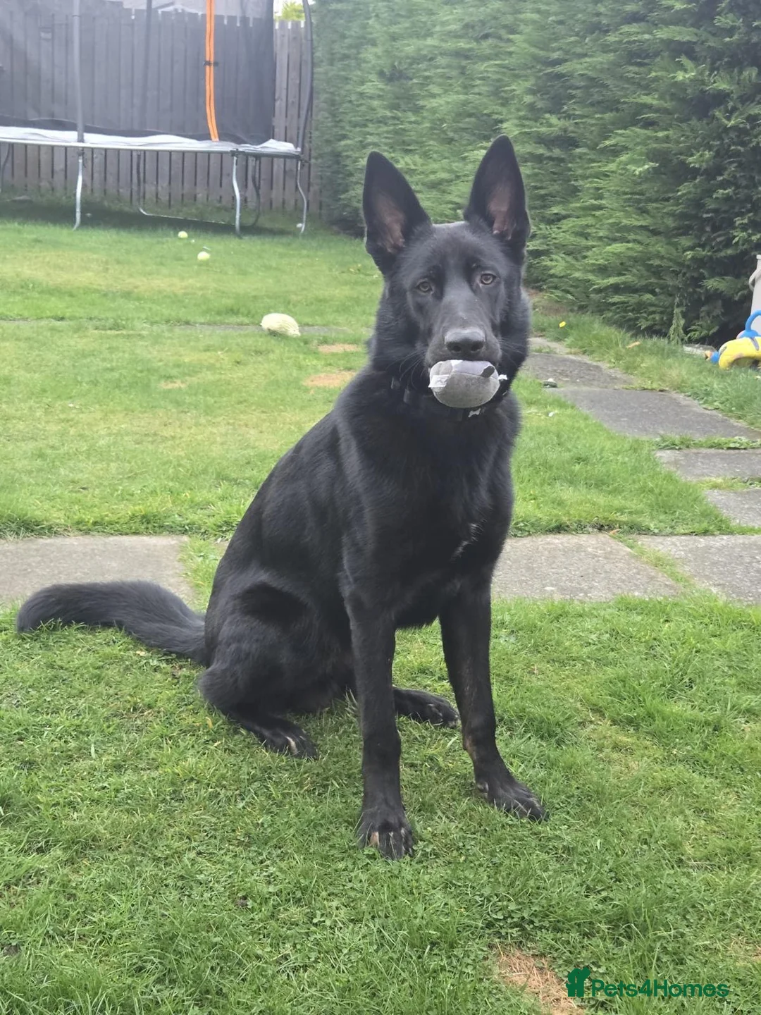 German Shepherd dogs for adoption: Sirius Black – Your New Magical Best Friend! 🪄🖤 in Hengoed - Advert 5