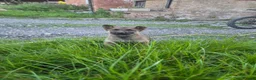 Belgian Shepherd Dog dogs for sale: Belgian malinois in Mansfield - Advert 10