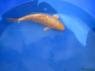 Koi Carp fish 3 Nice Japanese Bred Koi Carp in Beaworthy - Advert 17