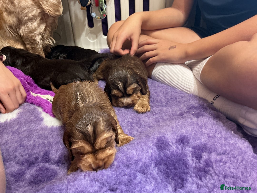 Cocker Spaniel dogs for sale: KC Reg Show Cocker Ext health tested - Image 6