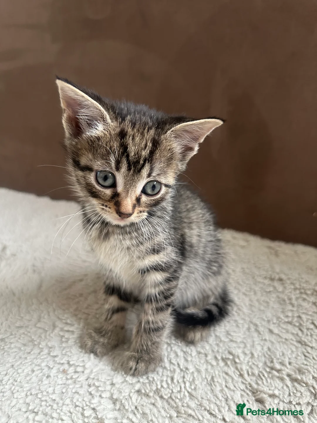 Mixed Breed cats for sale: Litter of kittens 5 boys, 1 girl  - Advert 7