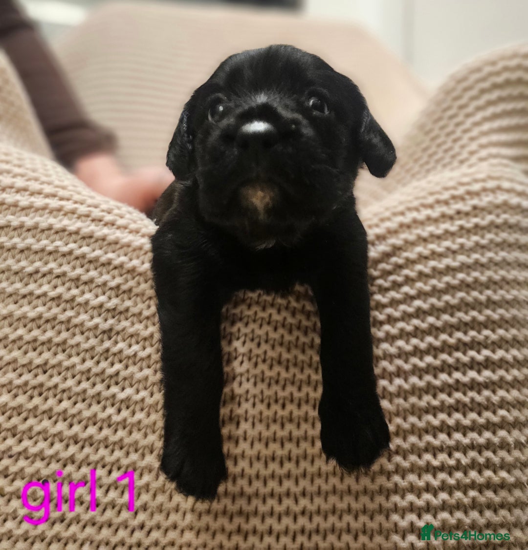 Mixed Breed dogs for sale: Froodle puppies  - Advert 12