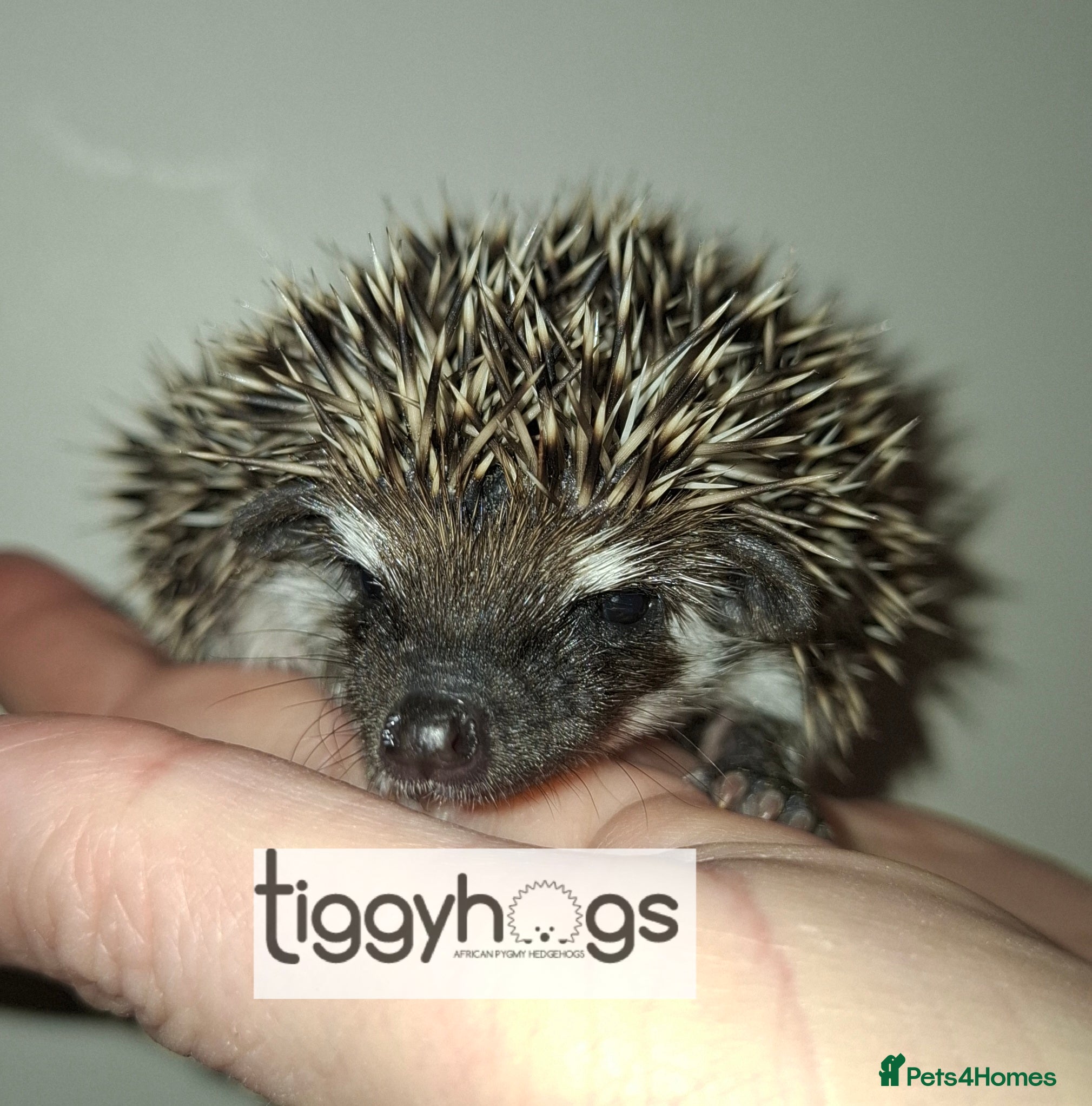 Pygmy Hedgehog rodents 1 Handsome Male African pygmy hedgehog  - Advert 2