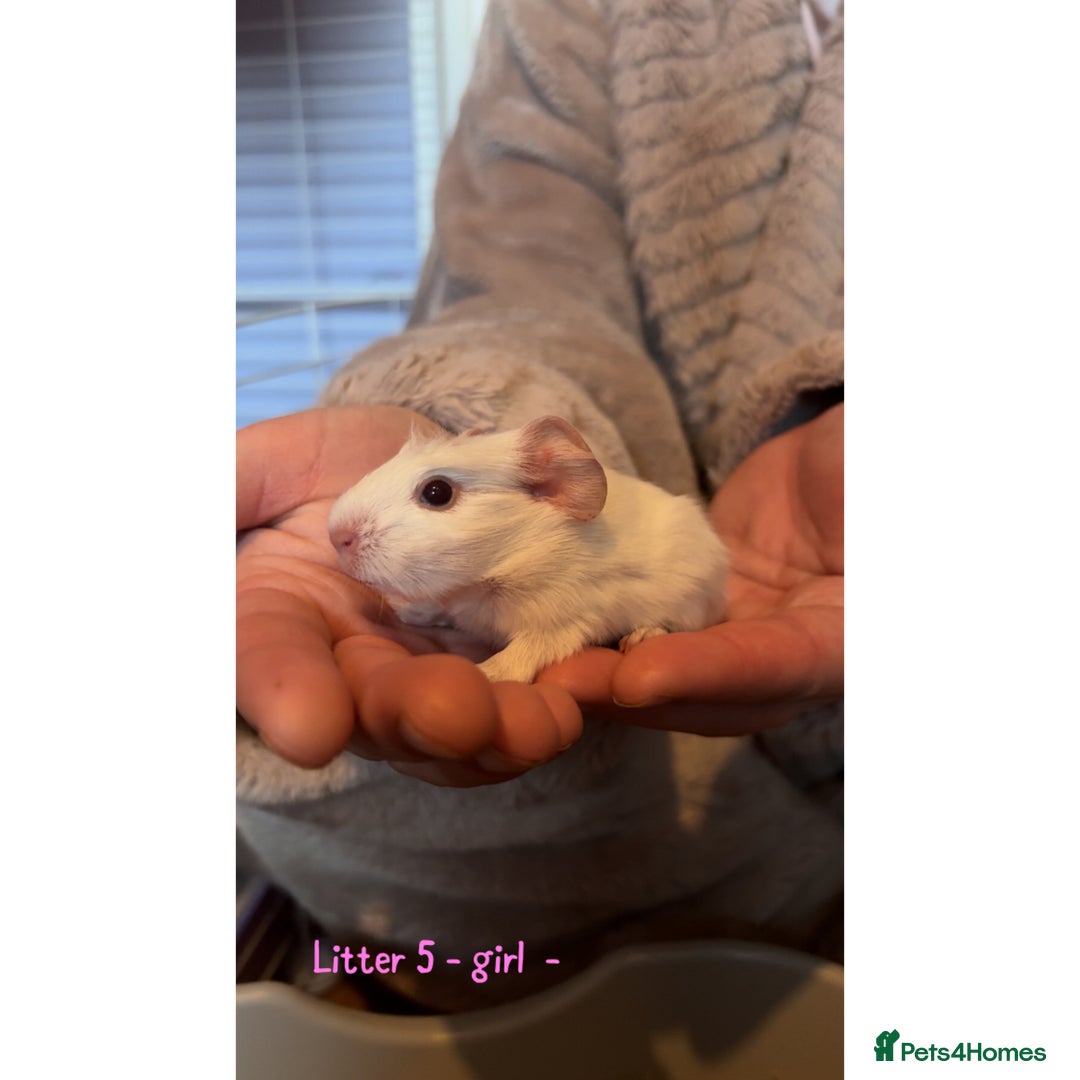 Guinea Pig rodents for sale: Beautiful baby guniea pig for sale Girls & Boys - Advert 22