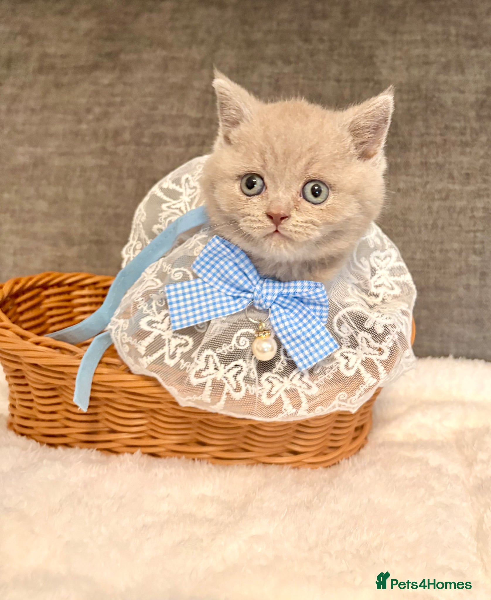 British Shorthair cats for sale: British shorthair kittens lilac and blues  - Advert 1