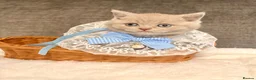 British Shorthair cats for sale: British shorthair kittens lilac and blues  - Advert 1
