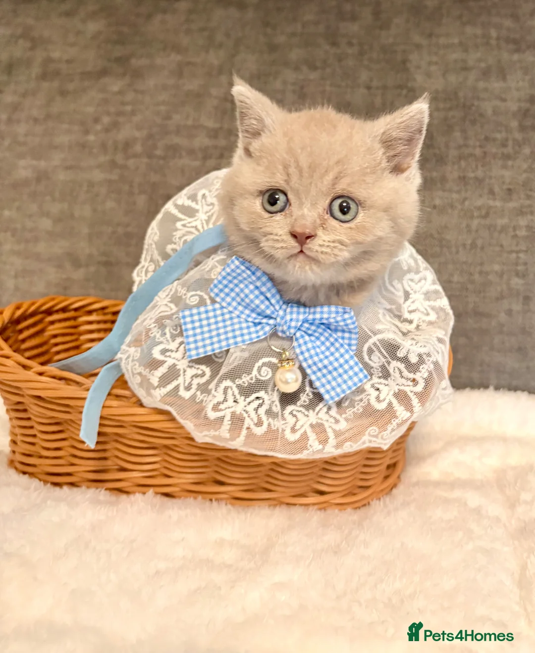 British Shorthair cats for sale: British shorthair kittens lilac and blues  - Advert 1