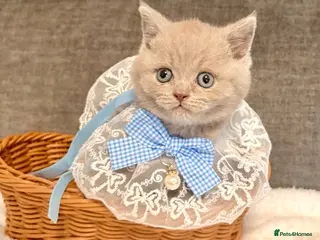 British Shorthair cats for sale: British shorthair kittens lilac and blues - Advert 1