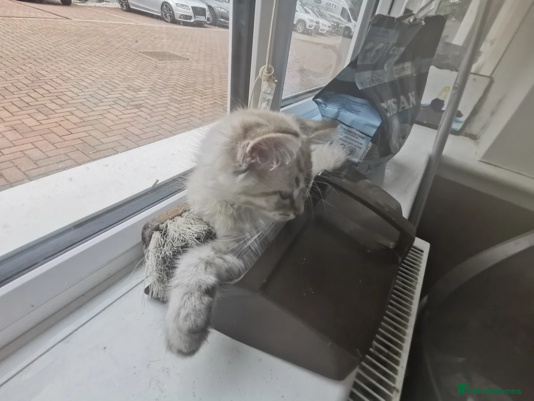 Ragdoll cats for sale: 6 beautiful floofballs 1 flame 5 bluepoint   - Advert 2