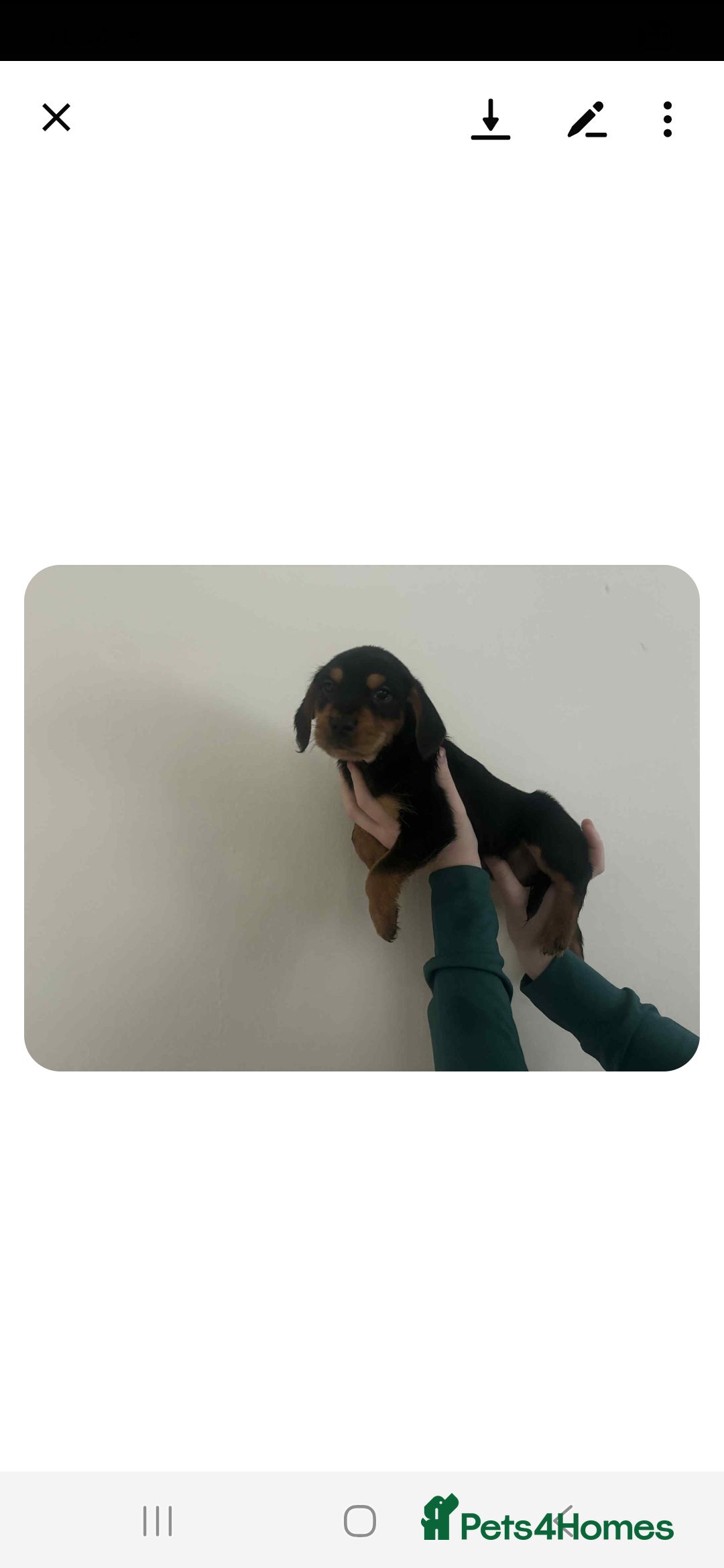 Mixed Breed dogs for sale: Lovely cocker spaniel x - Image 2