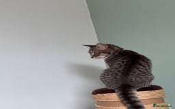 Domestic Shorthair cats for sale: 4 Adorable Kittens Ready for their Forever Homes! - Image 2