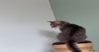 Domestic Shorthair cats - Advert 9