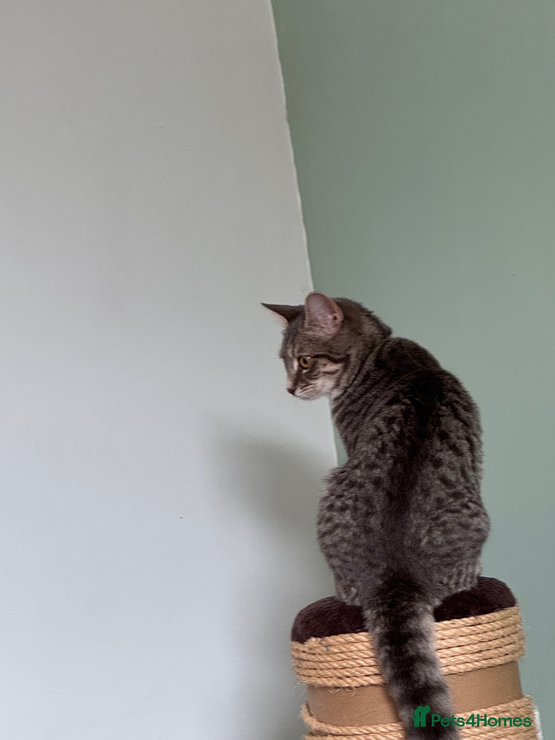 Domestic Shorthair cats for sale: 4 Adorable Kittens Ready for their Forever Homes! - Image 2
