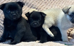 Mixed Breed dogs for sale: stunning puggapom ⭐️Ready to leave - Image 6