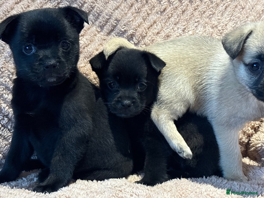 Mixed Breed dogs for sale: stunning puggapom ⭐️Ready to leave - Image 6