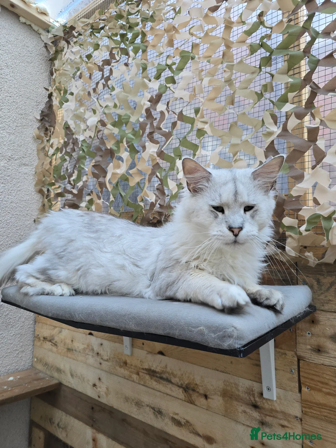 Maine Coon cats for stud: Black Shaded Maine Coon Large Imported in Hull - Advert 13