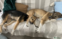 Mixed Breed dogs for sale: Very Special Mixed German Shepherd Girl (aged 3) - Image 15