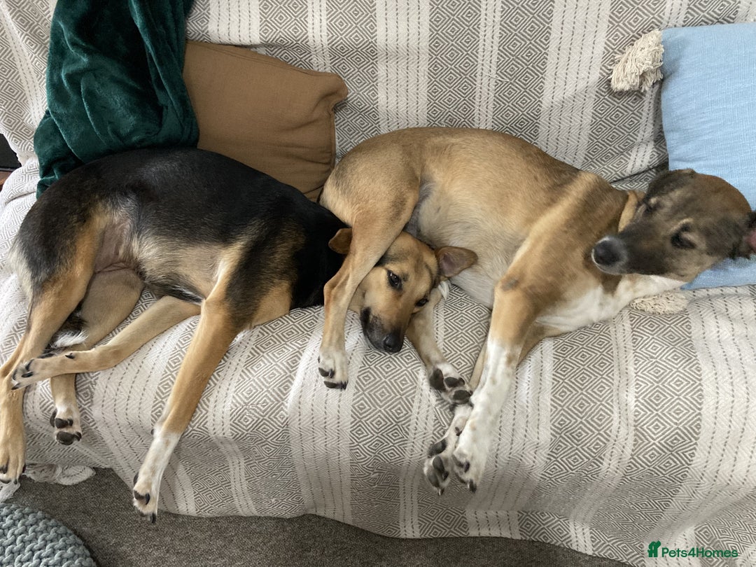 Mixed Breed dogs for sale: Very Special Mixed German Shepherd Girl (aged 3) - Image 15