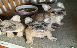 French Bulldog dogs for sale: 2 STUNNING BOY FRENCHIES LEFT…. REDUCED‼️‼️ in Stoke-on-Trent - Image 2