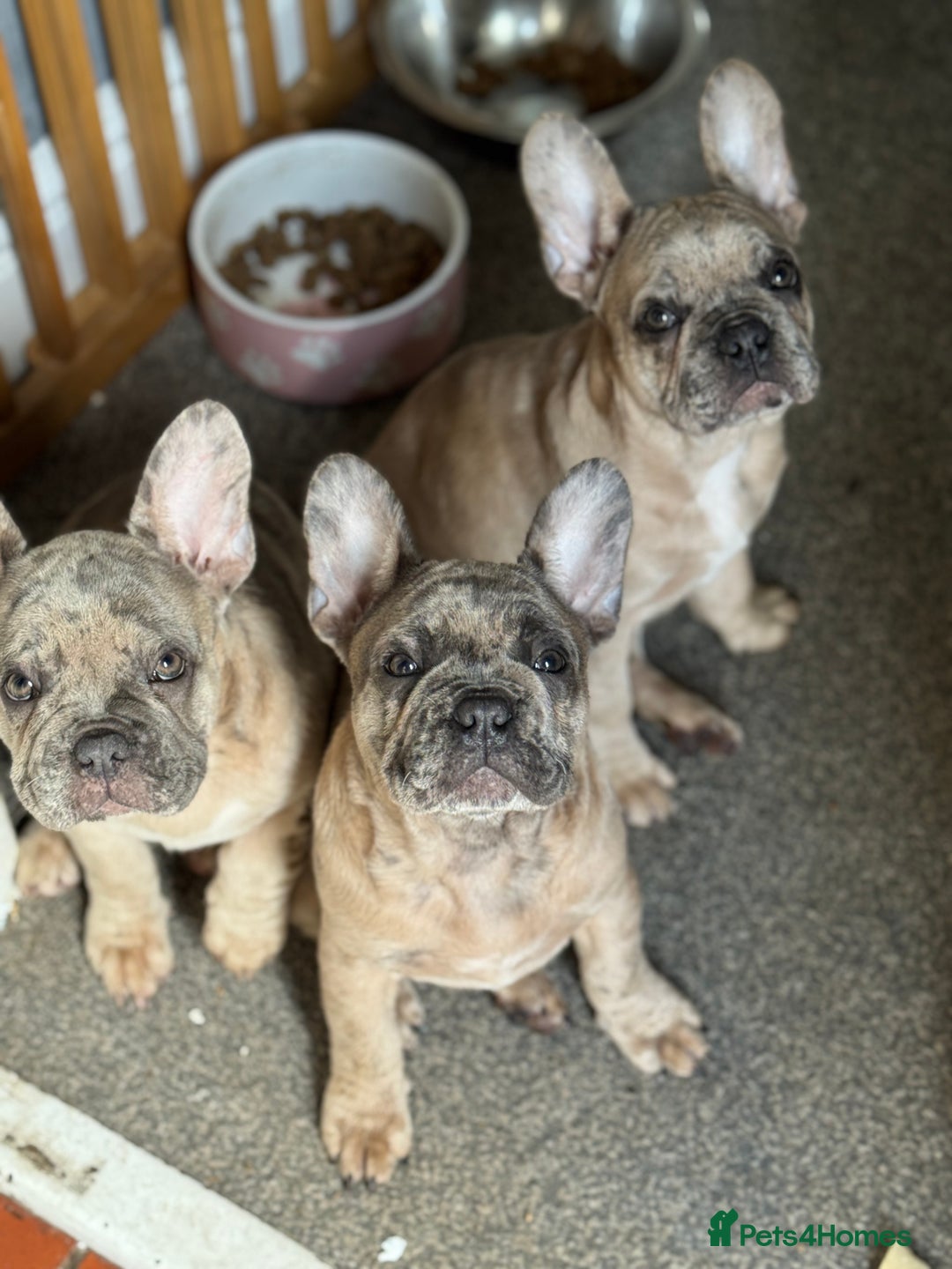 French Bulldog dogs for sale: 2 STUNNING BOY FRENCHIES LEFT…. REDUCED‼️‼️ in Stoke-on-Trent - Image 2