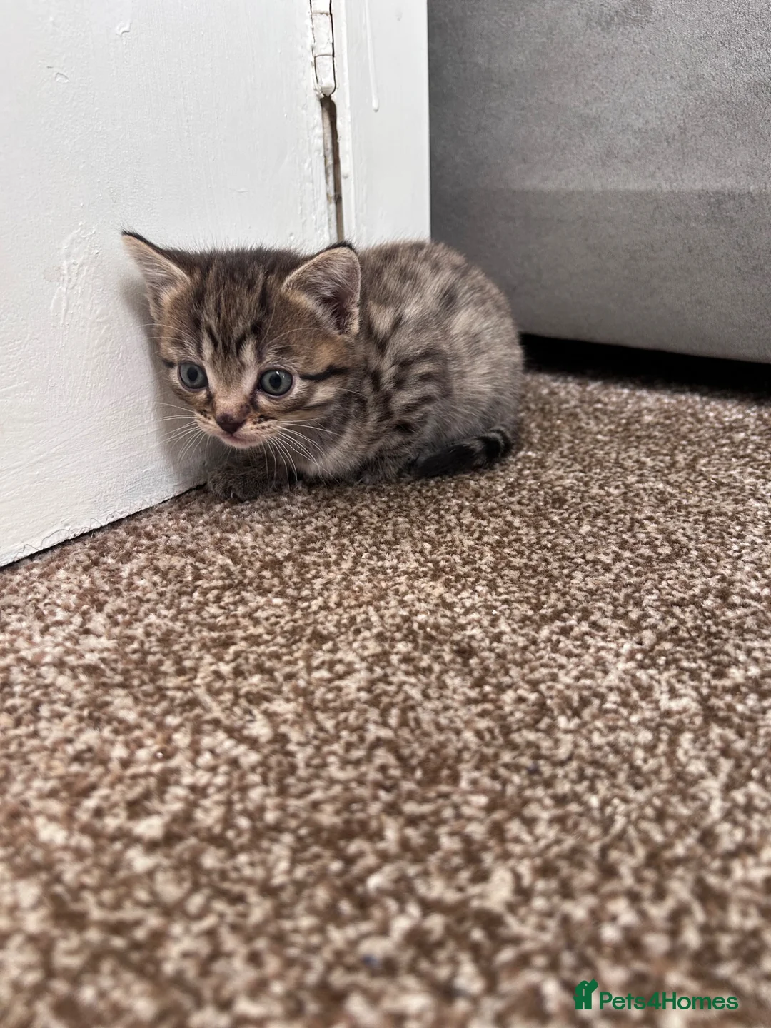 Mixed Breed cats for sale: Ragdoll mix kittens - Advert 2