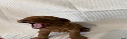 Miniature Poodle dogs for sale: Deep red kc reg miniture poodle puppy’s  - Advert 5