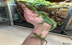 Iguana reptiles for sale: Eastern Casquehead & Hernandez’s Helmeted Iguanas - Image 14